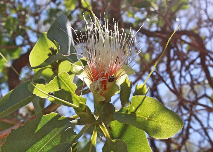 North Queensland Plants Lecythidaceae